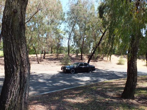 2003 Ford Crown Victoria - Black full-size sedan on a shaded park road framed by foreground tree trunks
