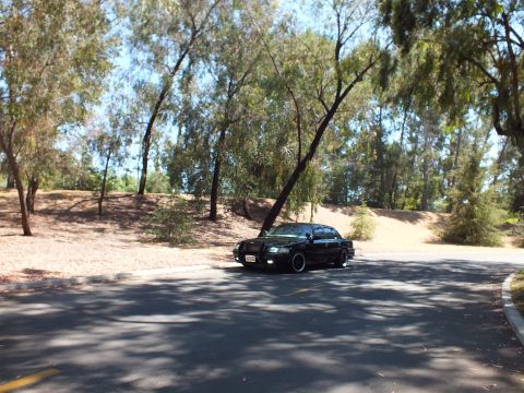 2003 Ford Crown Victoria - Distant front-quarter view of a black full-size sedan among roadside trees.