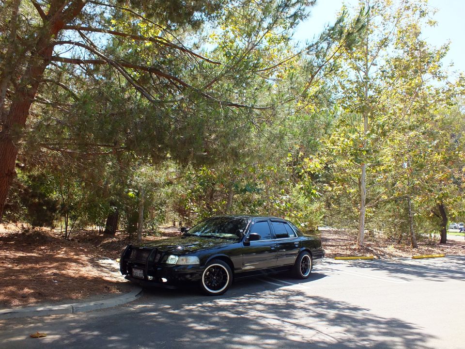 Distant black sedan parked among dense trees in sunlit wooded parking area
