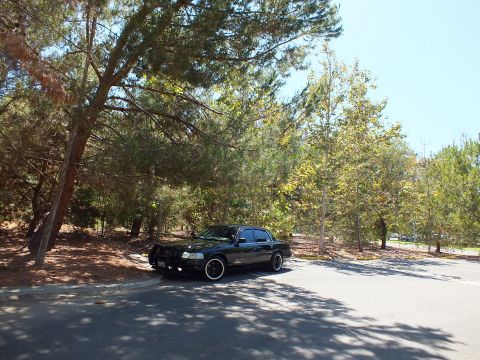 2003 Ford Crown Victoria - Dark police-style sedan tucked under pines on a sunlit asphalt lot