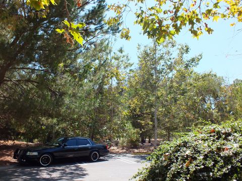 2003 Ford Crown Victoria - Distant black Crown Victoria framed by leaves and trees beside a parking lot