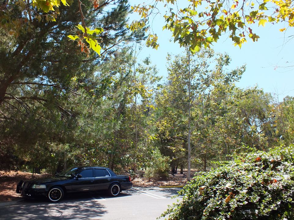 Black sedan parked in distance amid green foliage and trees on sunny day
