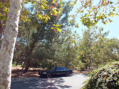 2003 Ford Crown Victoria - Dark sedan glimpsed through pine and sycamore branches on shaded pavement