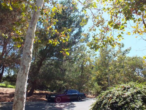 2003 Ford Crown Victoria - Black Crown Victoria sits low at lot edge framed by sunlit foliage