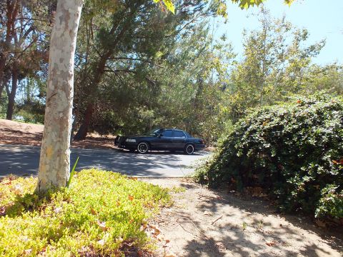 2003 Ford Crown Victoria - Dark Crown Victoria sits near a sycamore trunk and hedges on shaded lot