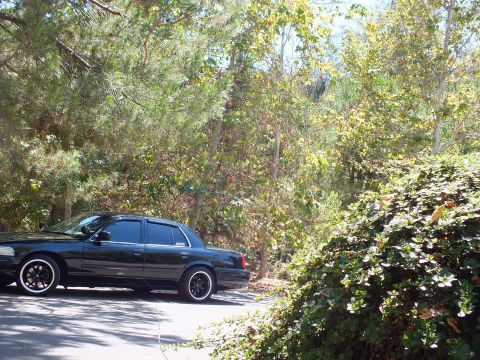 2003 Ford Crown Victoria - Dark sedan parked low next to thick ivy and woodland on sunny day