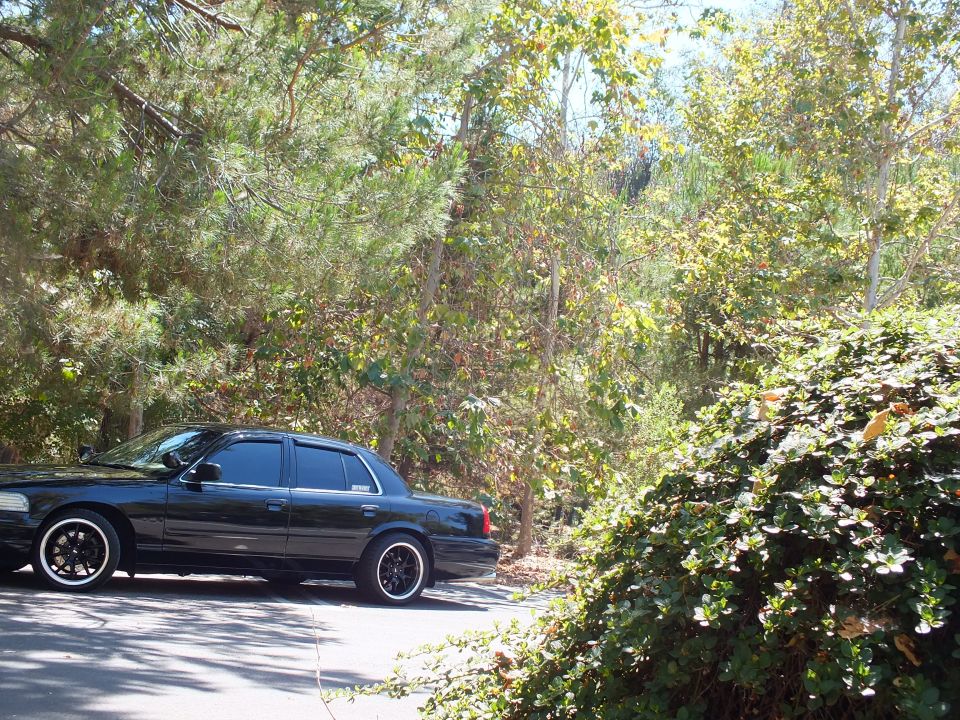 Black Crown Victoria in profile beside green ivy hedge and trees