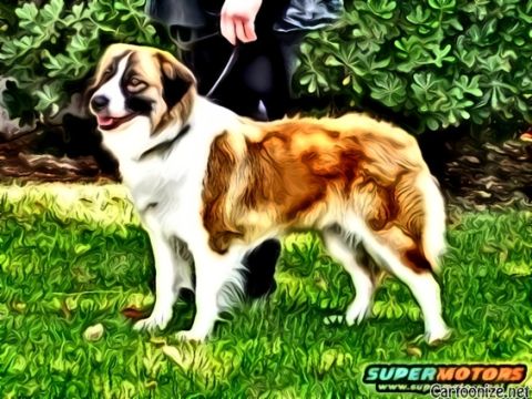 1990 Ford Bronco - A large dog stands on a grassy lawn, held by a leash.