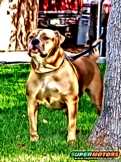1990 Ford Bronco - A tan dog stands alertly on a grassy lawn beside a tree, with a vehicle partially visible in the background.