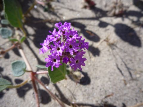 1985 Toyota 4Runner - A close-up of a purple flower with green leaves on sandy ground, with shadows cast by unseen foliage.