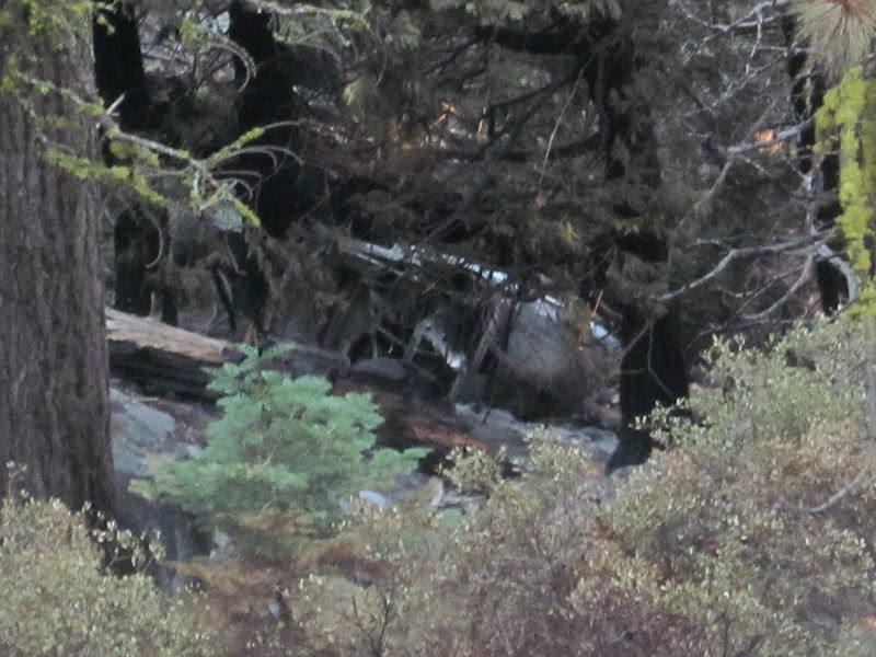 Partially obscured vehicle in a wooded area