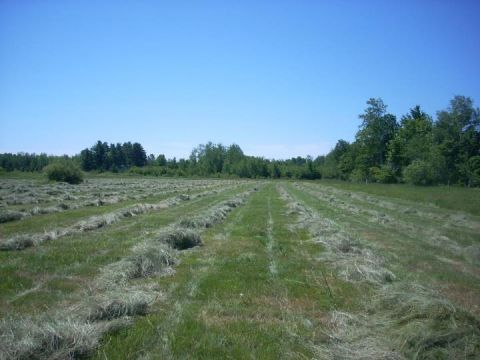 1987 Ford F-250 - A wide expanse of a field, freshly mowed with hay laid out in rows, stretches towards a treeline under a bright, cloudless sky.