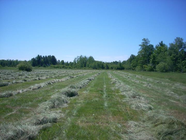 Field with rows of cut hay under a clear blue sky
