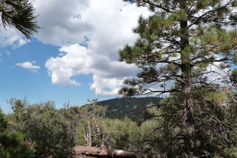 1985 Toyota 4Runner - A scenic view of trees and clouds against a blue sky, with a distant mountain range.