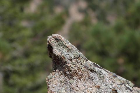 1985 Toyota 4Runner - A rock formation with lichen is visible against a blurred background of trees.