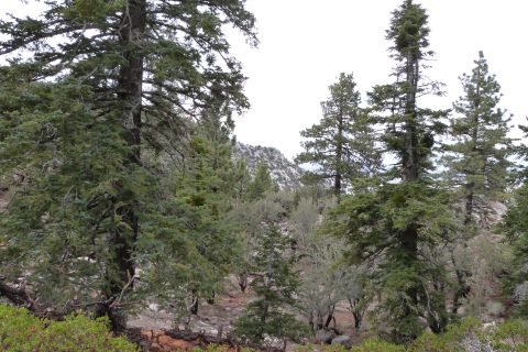 1985 Toyota 4Runner - A natural landscape dense evergreen trees and terrain under an overcast sky.