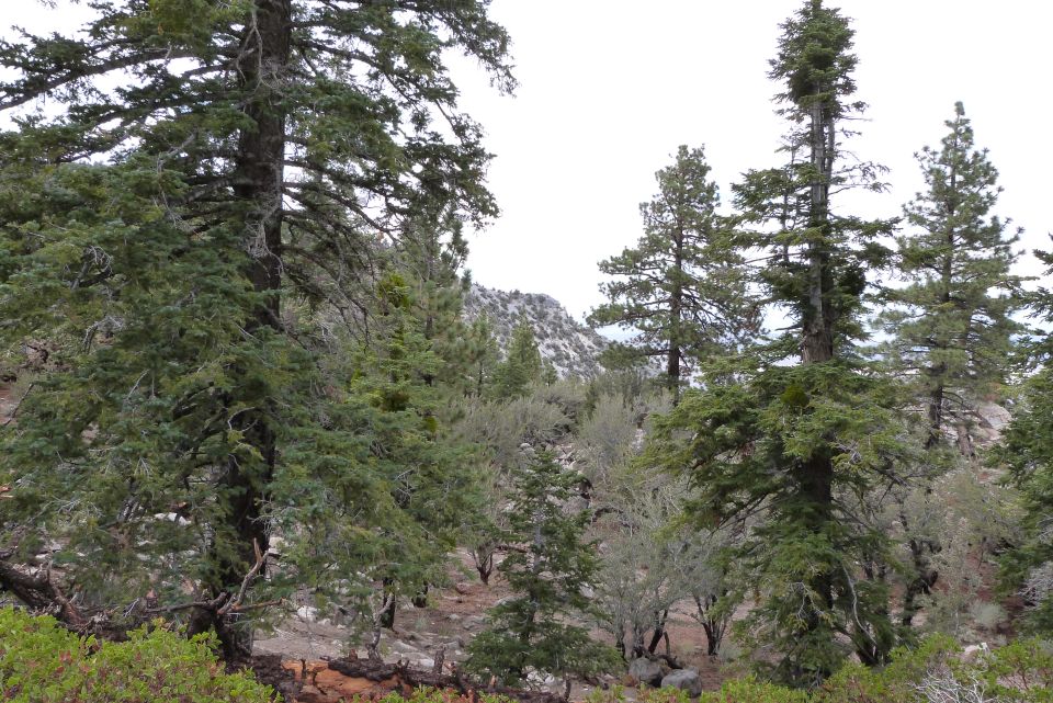 Forest scene with tall evergreen trees and rocky terrain