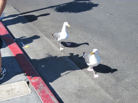 1991 Ford LTD Crown Victoria - Two seagulls are seen on a street next to a red curb, with shadows cast by an unseen object.