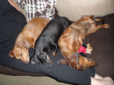 1994 Jeep Cherokee - Three dachshunds are resting together on a couch, with one dog playfully on its back.