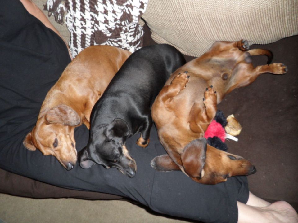 Three dachshunds are sleeping on a couch. One is on its back with a toy