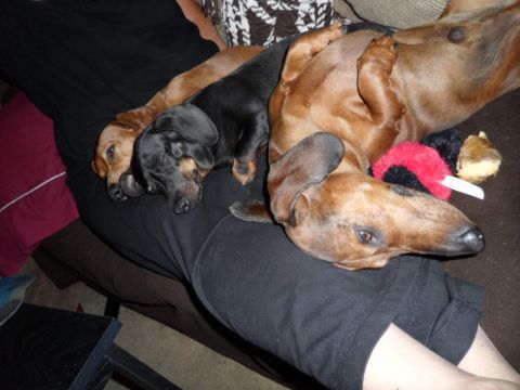1994 Jeep Cherokee - Three dachshunds are sleeping soundly on a person's lap, appearing very comfortable and relaxed.