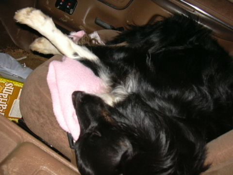 1991 Ford Bronco - A dog sleeps comfortably on a pink blanket in the passenger seat of a vehicle, with a box of crackers nearby.