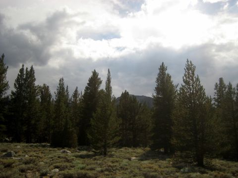 1996 Ford Bronco - A landscape photograph captures a dense forest of pine trees under a dramatic, cloudy sky.