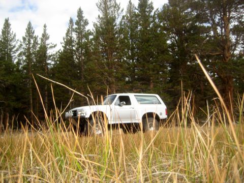 1996 Ford Bronco - A white SUV is parked in a field of dry grass, with a dense forest in the background.