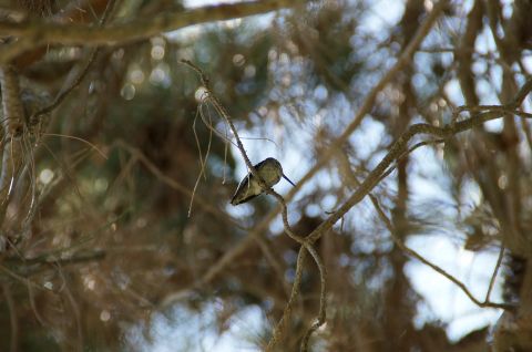 1993 Ford Taurus - A small hummingbird rests on a branch, surrounded by the natural environment.