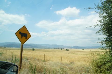 1993 Ford Taurus - A warning sign indicates potential cattle crossing in a vast, dry grassland area with rolling hills in the distance.