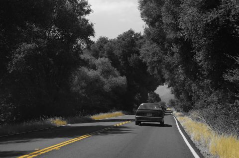 1993 Ford Taurus - A car travels down a rural road bordered by dense trees and yellow grass.