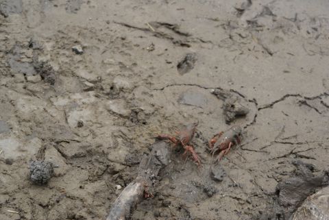 1989 Ford Bronco - Several crawfish are visible in a muddy, cracked landscape, with a piece of driftwood nearby.