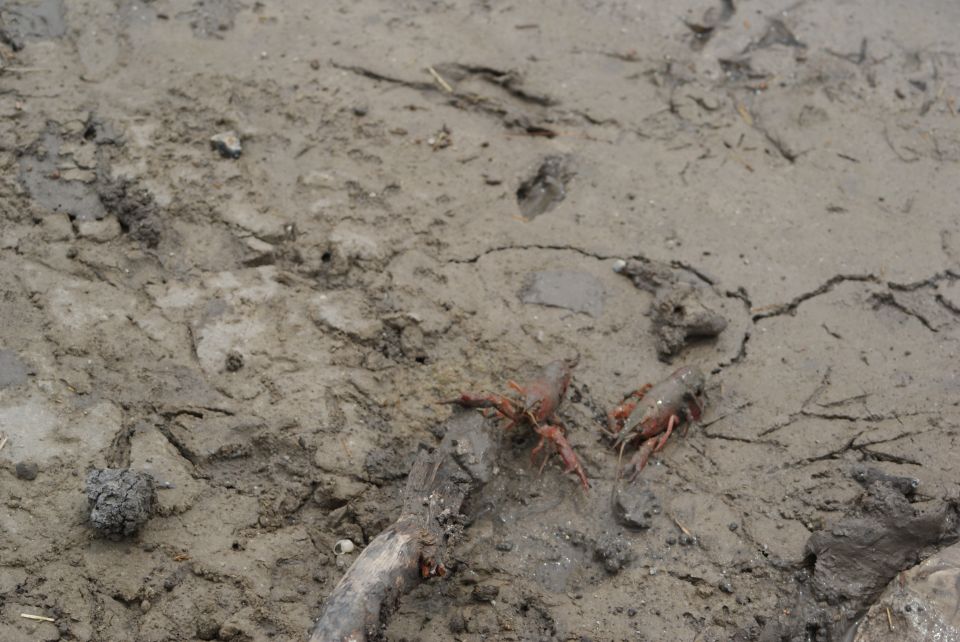 Crawfish in muddy terrain with a stick
