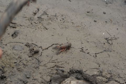 1989 Ford Bronco - A crawfish is visible on the muddy ground, with cracks and debris scattered around.