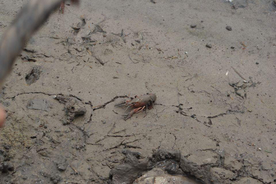 Crawfish on cracked, muddy ground with some debris