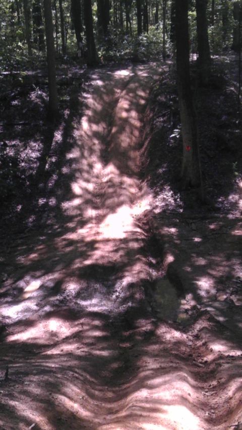 1989 Ford Bronco - A dirt path cuts through a dense forest, with sunlight filtering through the trees to create dappled patterns on the ground.