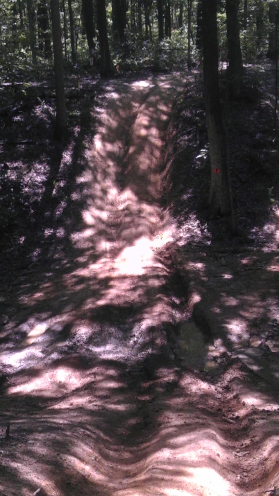 Dirt path winding through a sun-dappled forest