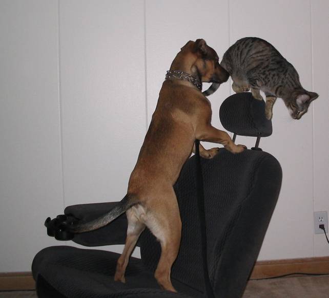 Dog and cat on a dark fabric car seat with headrest