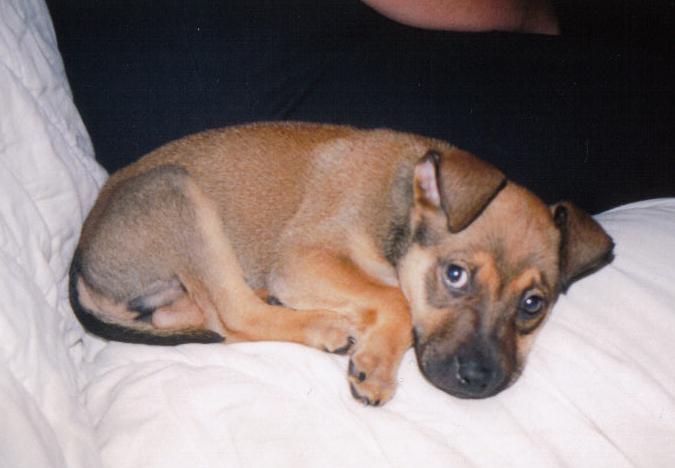 Puppy curled up on a white blanket