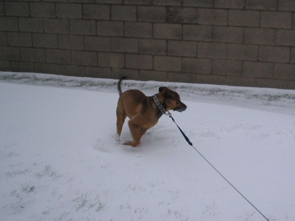 Brown dog on a leash in the snow, facing left