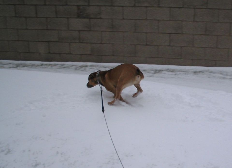Dog on a leash in the snow with a brick wall in the background