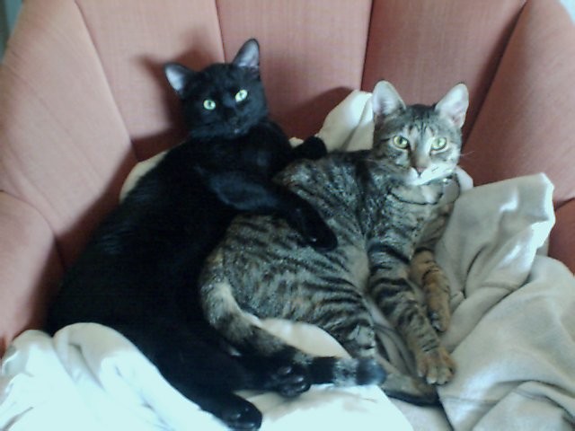 black cat and tabby cat lounging on a chair with blankets