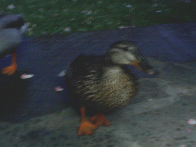 Two ducks on a dark surface with some pink petals