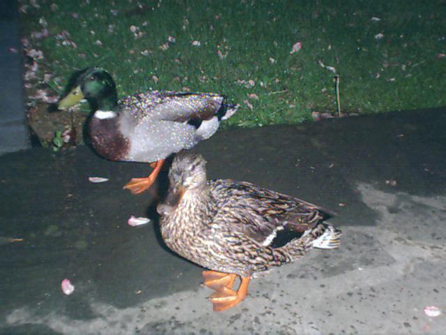 two ducks on wet pavement with grass in background