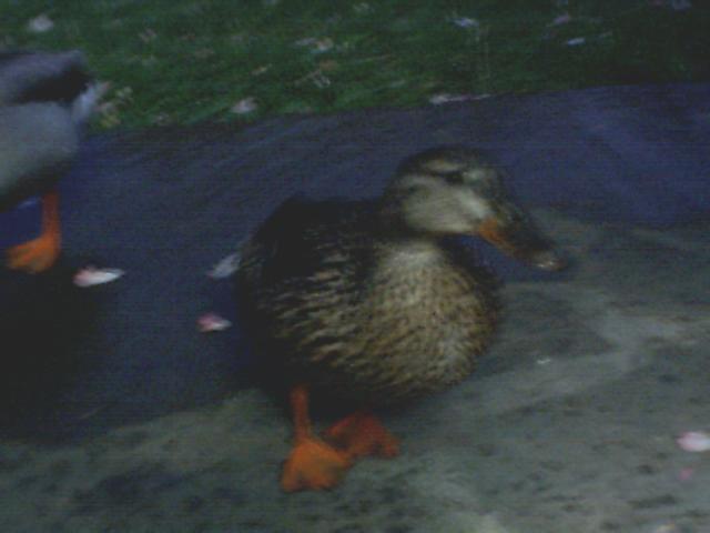 Ducks on a dark surface with grass in the background