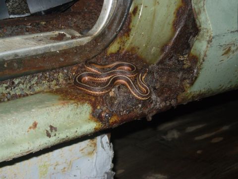 1979 Ford Bronco - A garter snake rests on a severely corroded vehicle panel.