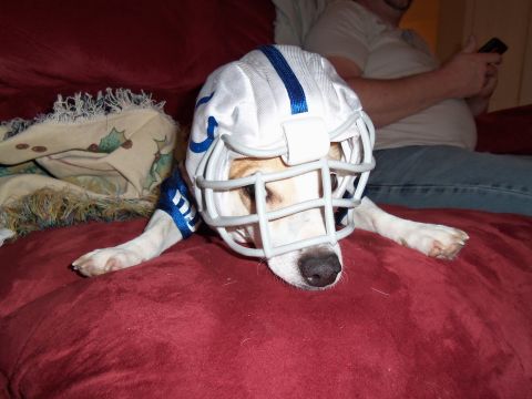 1989 Ford Bronco - A dog dressed in a football helmet rests on a couch.
