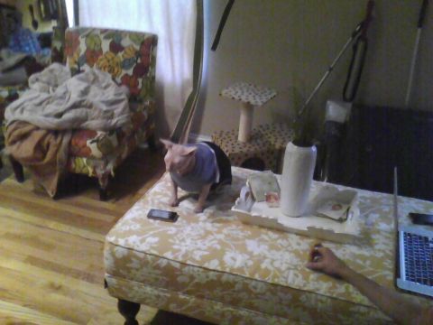 2003 Ford Crown Victoria - A cat in a sweater is on an ottoman with a phone and a tray of items.