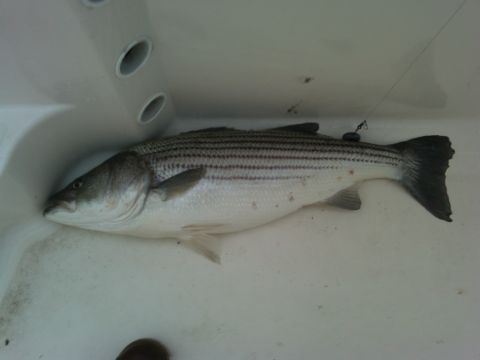 2007 Wellcraft 200 LT Fisherman - A striped bass rests in a compartment of a boat, with fishing line visible.