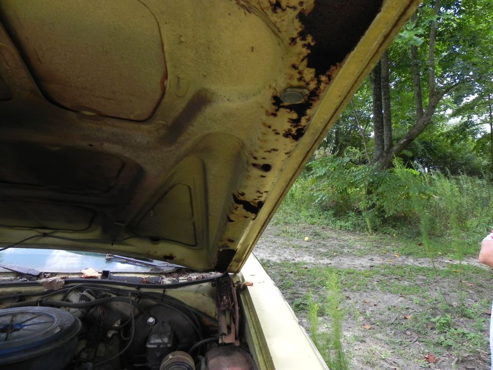 Underside of a yellow car hood with rust, showing engine bay and surrounding trees